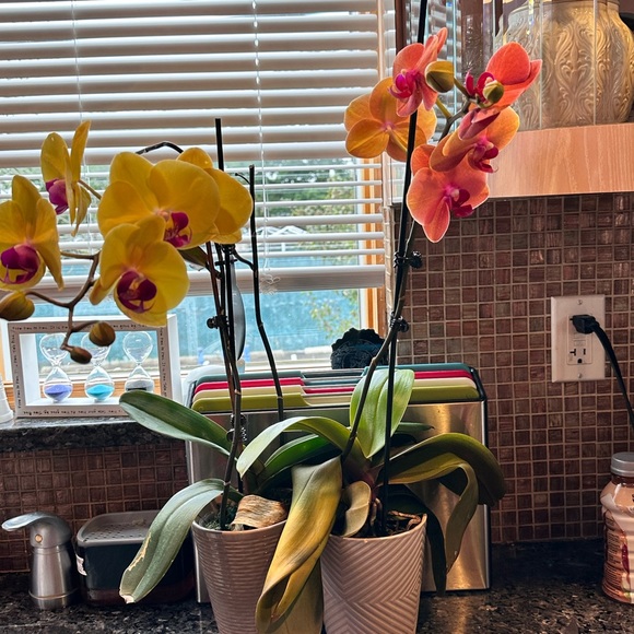 Item live show for fun - Picture 6 of 6